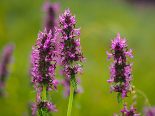 purple flowers in the field