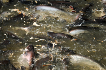 Obraz premium Fische im Fluß Chao Praya in Bangkok