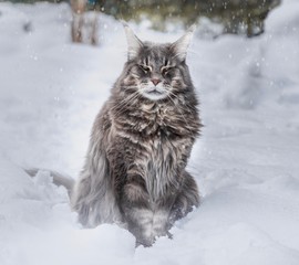 Maine Coon im Schnee