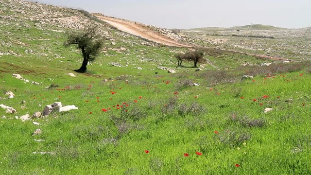 Olive tree west bank Beautiful Steady shot of Olive tree west bank Israel