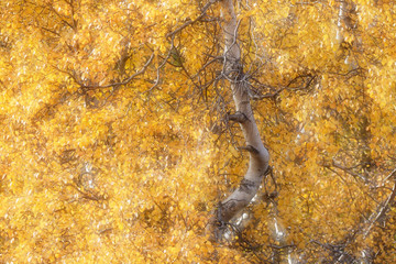 Birke (Betula) im Herbstkleid, Island