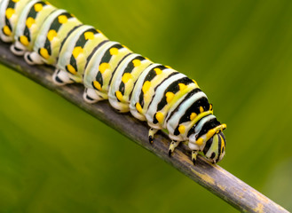monarch butterfly, Danaus plexippus