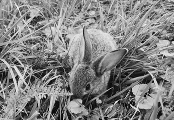 Rabbit on the grass