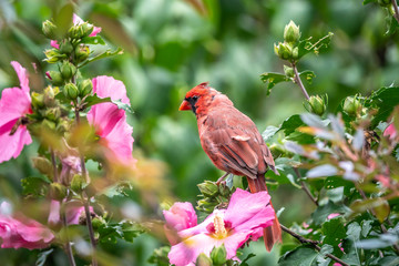 northern cardinal ,Cardinalis cardinalis,