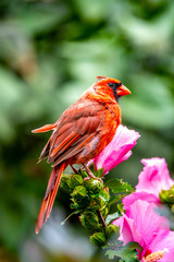 northern cardinal ,Cardinalis cardinalis,