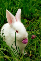 Rabbit on the grass