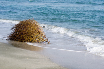 Black Sea Shore at spring, blue waters