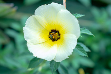 White and yellow flower