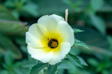 Fototapeta na wymiar White and yellow flower