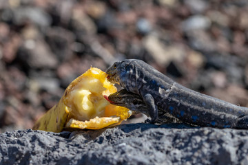 La Palma wall lizard (Gallotia galloti palmae) resting on volcanic rock eating banana