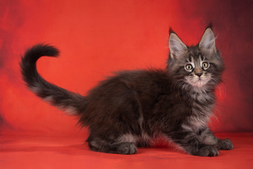 Little Maine Coon on red background