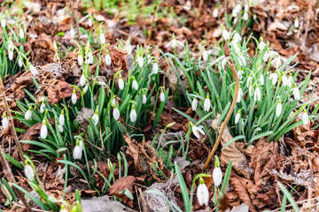 Blooming snowdrops close-up. Spring garden with the first flowers. 