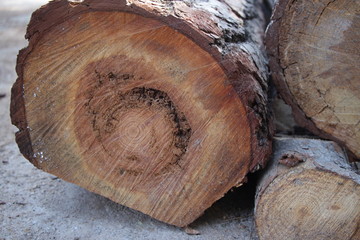 cut of tree on wooden background