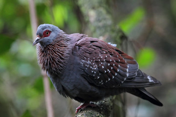Speckled Pigeon (Columba guinea)