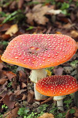 Fly Agaric