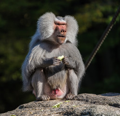 The hamadryas baboon, Papio hamadryas is a species of baboon