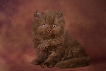 Naklejka na ściany i meble fluffy chocolate british kitten on a brown background