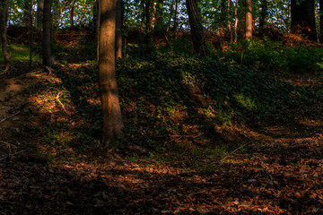 Fototapeta premium Sonne im Wald