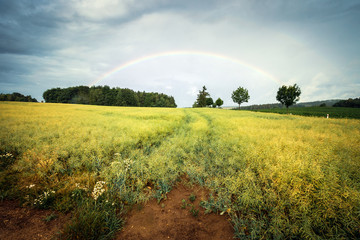 Field - Meadow with Rainbow and Clouds on Background