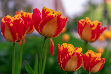 Blühende Tulpen
