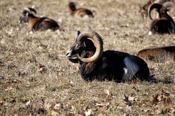 Beautiful Mouflon Male Late Winter Resting Lying on Grass Ovis aries musimon Stock Photo