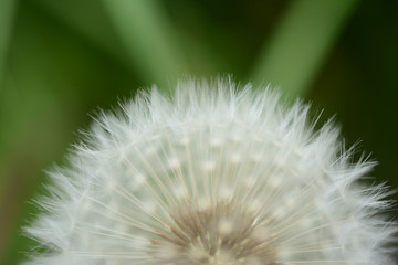 Close up of half a fruit of dandelion on a blurred green colored background