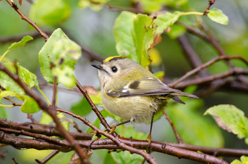 Goldcrest (Regulus regulus) in Neusiedler See National Park, Austria