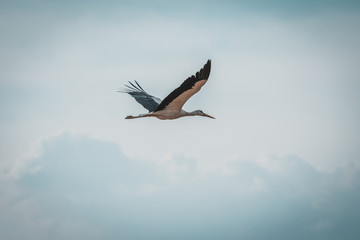Storch