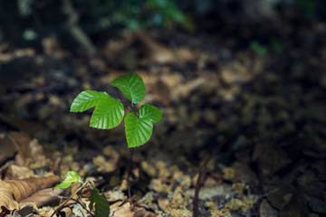 Baum wächst am Waldboden