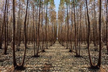 Forest Eucalyptus - Lamy Covolam © Lucas