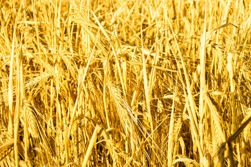 Ripe Golden Rye Plants Field Detail