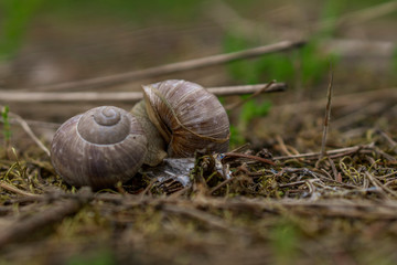 Schneckenpaarung