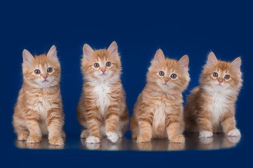 four kittens kurilian bobtail on a blue background