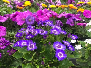 Beautiful nature and flowers Click