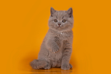 Fototapeta na wymiar British kitten on a orange background