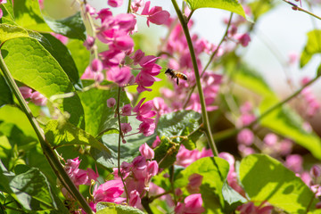 Little pink flowers