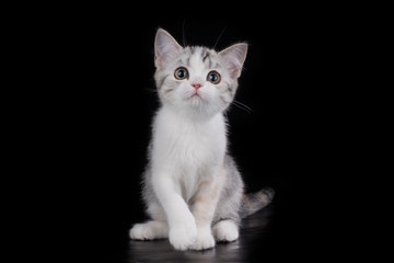 Fototapeta na wymiar scottish kitten on black background