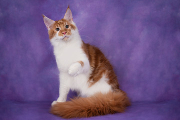 serious maine coon on purple background