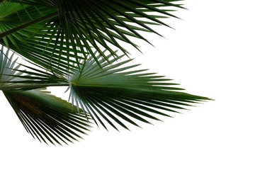 Obraz premium Tropical palm leaves on white isolated background for green foliage backdrop 