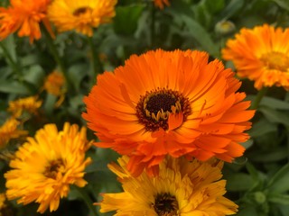 Beautiful Nature Click 