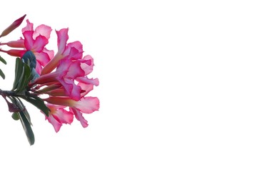 A bunch of sweet pink Adenium flower blossom with leaves on white isolated background 
