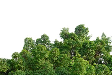 Tropical plants on white isolated background for green foliage backdrop 