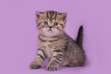 Fototapeta na wymiar kitten on a purple background