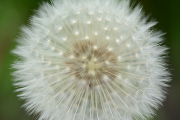 Blurred close up of a fruit of dandelion on a blurred green colored background