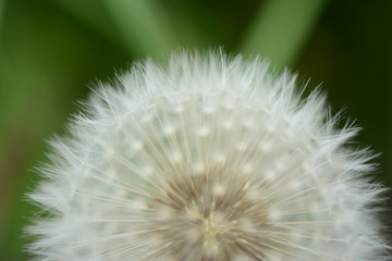 Close up of a fruit of dandelion on a blurred green colored background