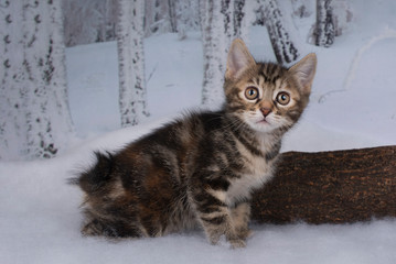 kitten playing on a tree in the winter forest