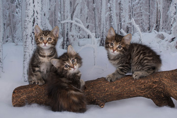 kittens playing on a tree in the winter forest