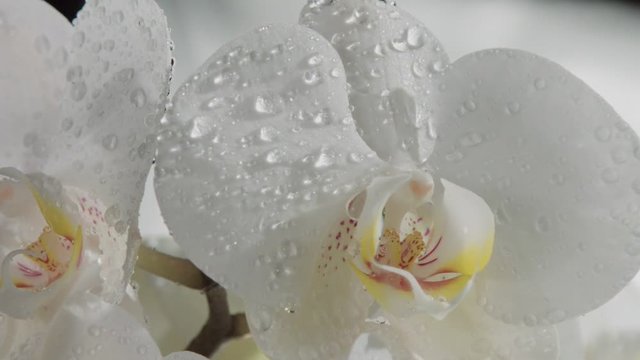 clseup of blossom orchids covered by water drops. Falling rain water spray drops slowmotion from 120 fps