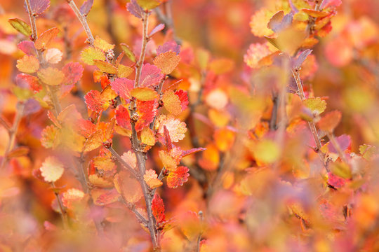 Polarbirke (Betula nana) im Herbstkleid, Island