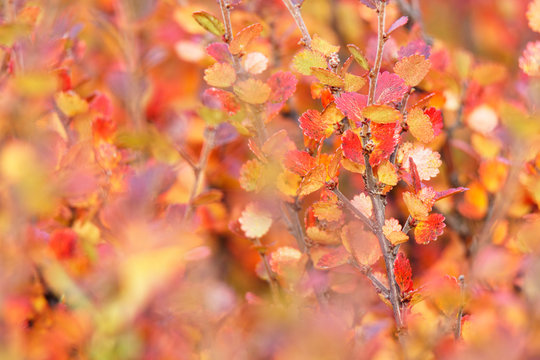 Polarbirke (Betula nana) im Herbstkleid, Island
